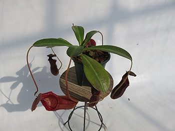 食虫植物N. xtrusmadensis AW clone:2 N.x trusmadiensis clone 2. : fukuro
